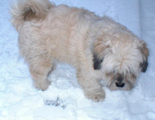 Photo de Lhassa apso