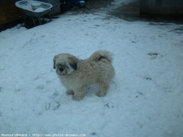 Photo de Lhassa apso