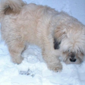 Photo de Lhassa apso