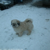 Photo de Lhassa apso