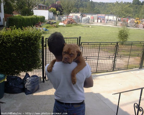 Photo de Dogue de bordeaux