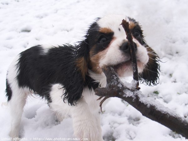 Photo de Cavalier king charles spaniel