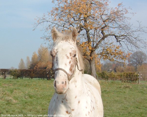 Photo d'Appaloosa