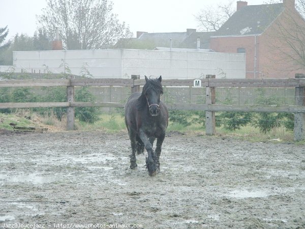 Photo de Races diffrentes