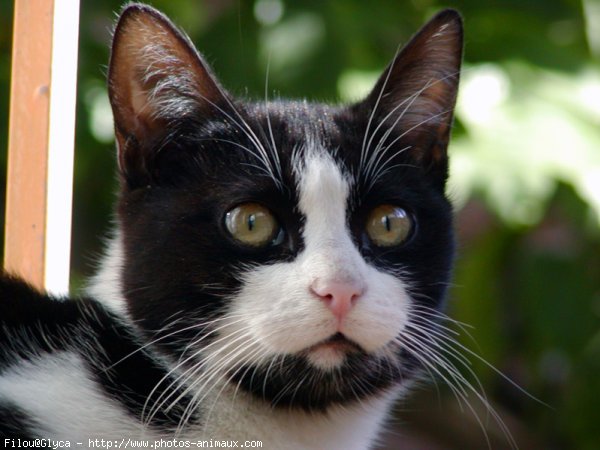 Photo de Chat domestique