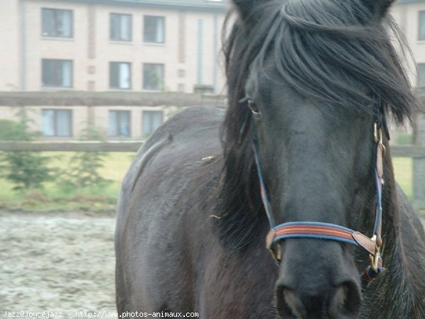 Photo de Races diffrentes