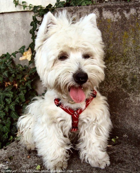 Photo de West highland white terrier