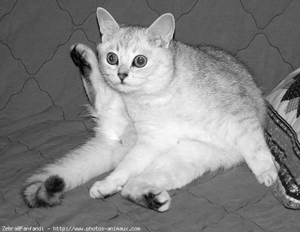 Photo de British shorthair