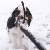 Photo de Cavalier king charles spaniel