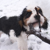 Photo de Cavalier king charles spaniel