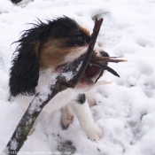 Photo de Cavalier king charles spaniel