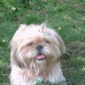 Photo de Shih tzu