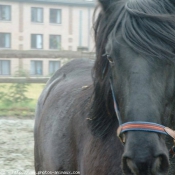 Photo de Races diffrentes