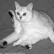 Photo de British shorthair