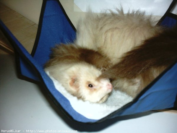 Photo de Furet