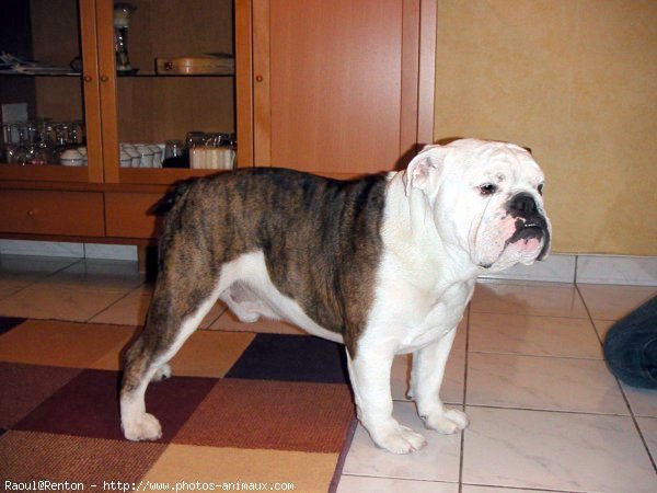 Photo de Bulldog