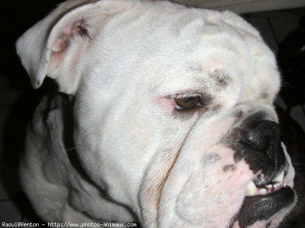 Photo de Bulldog