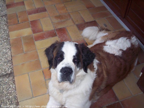 Photo de Saint-bernard poil long