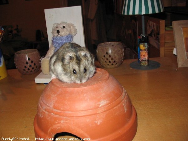 Photo de Hamster