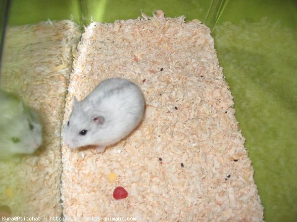 Photo de Hamster