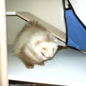 Photo de Furet