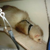 Photo de Furet