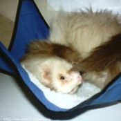 Photo de Furet