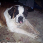 Photo de Saint-bernard poil long