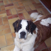 Photo de Saint-bernard poil long