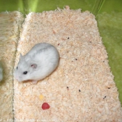 Photo de Hamster