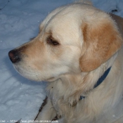 Photo de Golden retriever