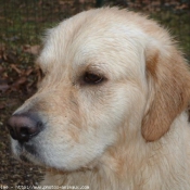 Photo de Golden retriever