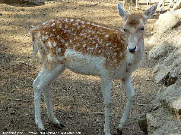 Photo de Biche