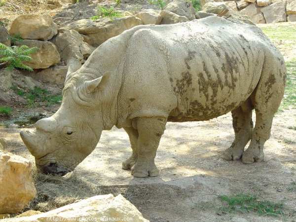 Photo de Rhinocros