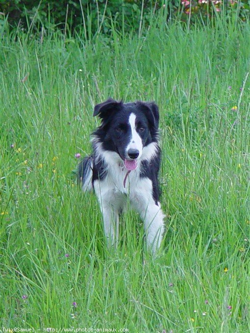 Photo de Border collie