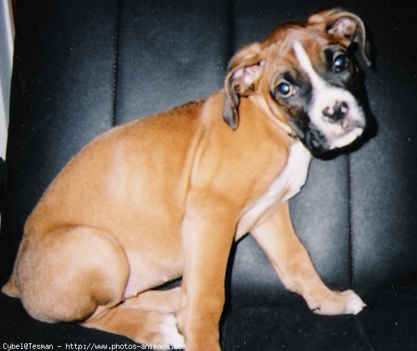 Photo de Boxer