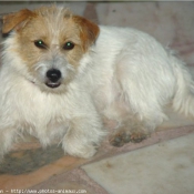 Photo de Jack russell terrier