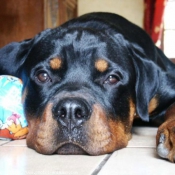 Photo de Rottweiler