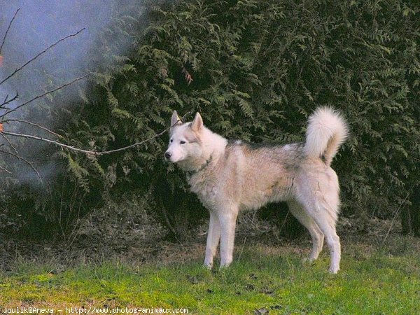 Photo de Husky siberien