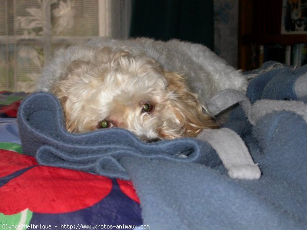 Photo de Coton de tulear