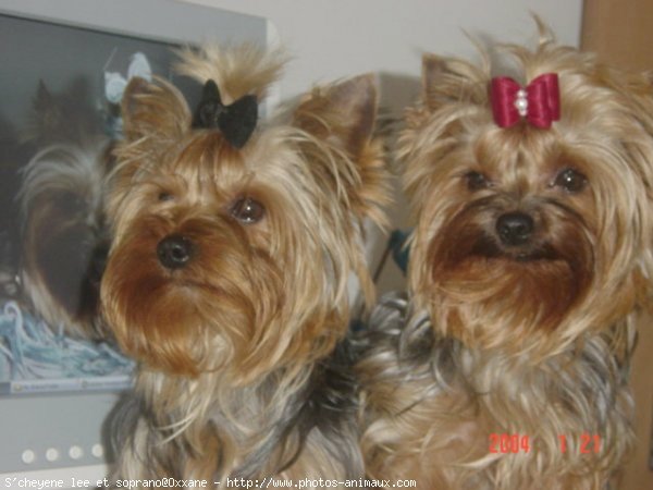 Photo de Yorkshire terrier