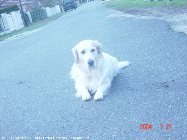 Photo de Golden retriever