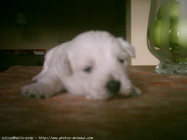 Photo de West highland white terrier