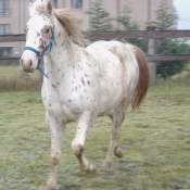 Photo d'Appaloosa