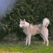 Photo de Husky siberien