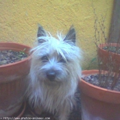 Photo de Cairn terrier