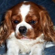 Photo de Cavalier king charles spaniel