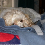 Photo de Coton de tulear