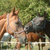 Photo de Races diffrentes