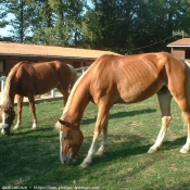 Photo de Races diffrentes